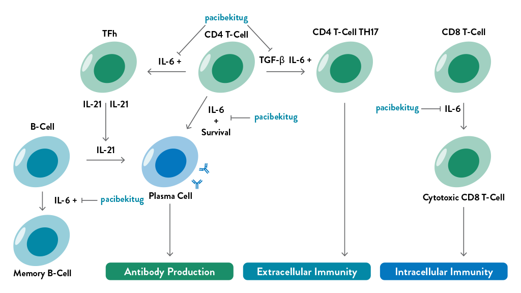 IL-6 mediated impacts of B and T cell pathways