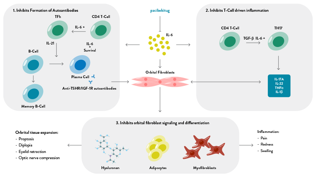 Mechanism of Action Graphic for Role of IL-6 in TED.